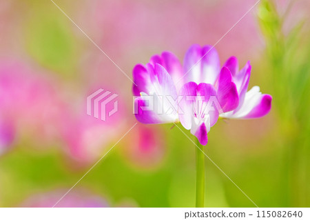 Flowers around the house, various in each season. A beautiful pink flower field appeared in the rice field in early spring. 115082640
