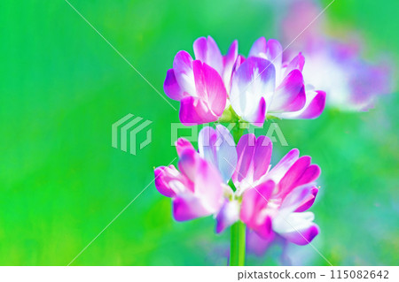 房子周圍鮮花盛開-各種季節-早春的稻田裡出現了一個美麗的粉紅色花園 115082642