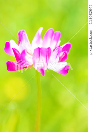 房子周圍鮮花盛開-各種季節-早春的稻田裡出現了一個美麗的粉紅色花園 115082643