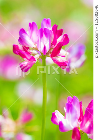 Flowers around the house, various in each season. A beautiful pink flower field appeared in the rice field in early spring. 115082646