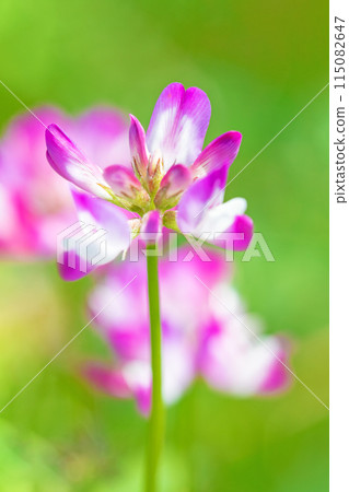 Flowers around the house, various in each season. A beautiful pink flower field appeared in the rice field in early spring. 115082647