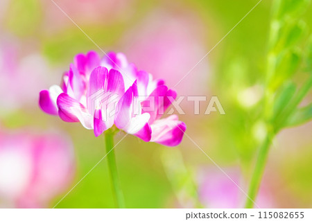 Flowers around the house, various in each season. A beautiful pink flower field appeared in the rice field in early spring. 115082655