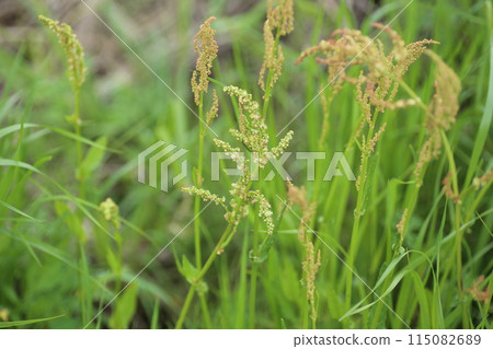 Wild grasses and docks that grow on wastelands and roadsides and are delicious to play with and eat 115082689