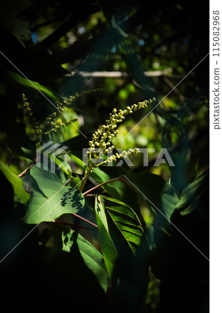 Cleavage fruit Cleavage fruit 115082968