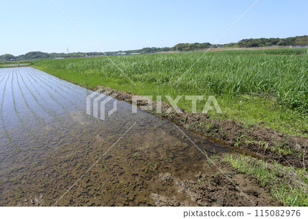 Abandoned rice fields spread out next to rice paddies where rice planting has been completed. 115082976