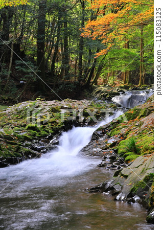 Autumn leaves and river in Namezawa Valley 1 115083125
