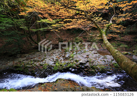 Autumn leaves and river in Namezawa Valley 2 Autumn leaves and river in Namezawa Valley 2 115083126