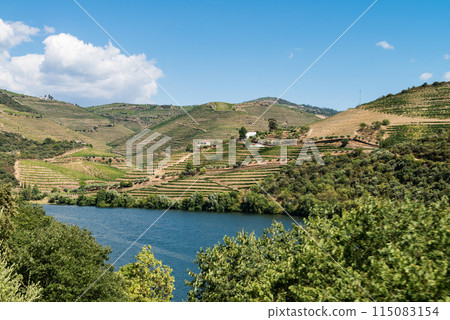 Vineyars in Douro Valley Vineyars in Douro Valley 115083154