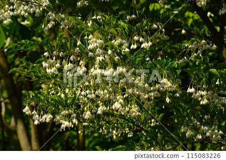 Japanese snowbell (egonoki) 115083226