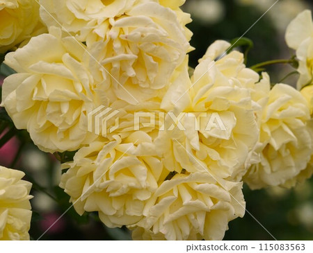 Cream Rose Flower Cream Rose Flower 115083563