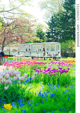 Beautiful scenery of Hokkaido Yurigahara Park Muscari Path and Lily Train 115083721
