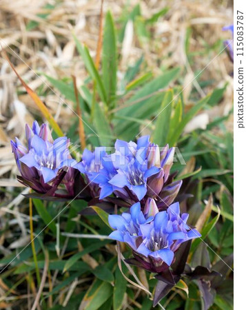 Wildflowers of Mt. Kuratake: Autumn Gentian (Kikuchi City, Kumamoto Prefecture) 115083787