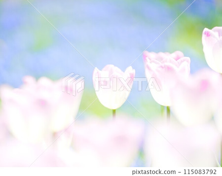 Tulip fields in Hokkaido Royce Garden 115083792