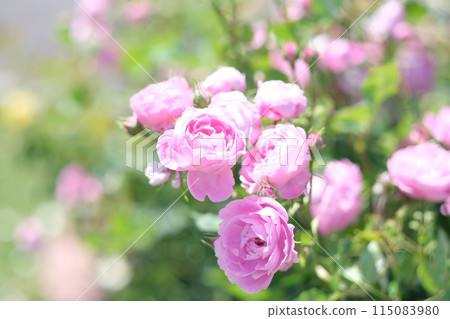 淺玫瑰色粉紅色 115083980