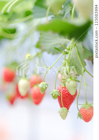 紅色成熟的草莓 115083994