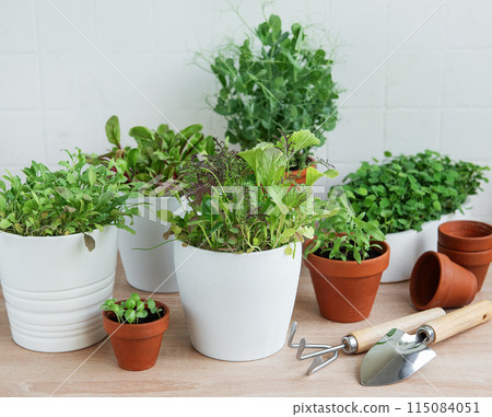 Indoor Herb Garden Kit With Fresh Green Plants 115084051