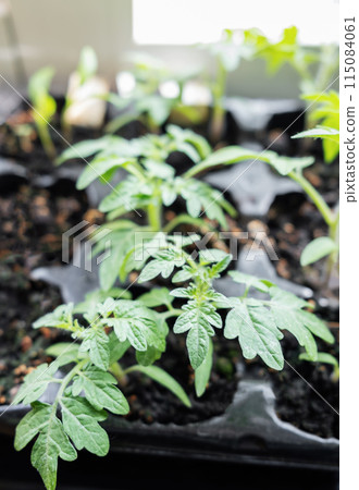 Young tomato seedling plants 115084061