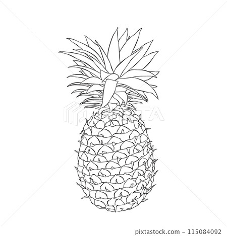 Pineapple outline hand drawn vector illustration on white backgroung Pineapple outline hand drawn vector illustration on white backgroung 115084092