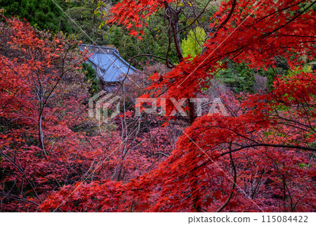 Daisenji Temple surrounded by autumn leaves 115084422
