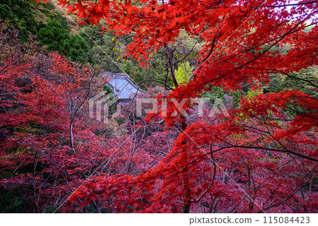 大山寺被秋葉包圍 大山寺被秋葉包圍 115084423
