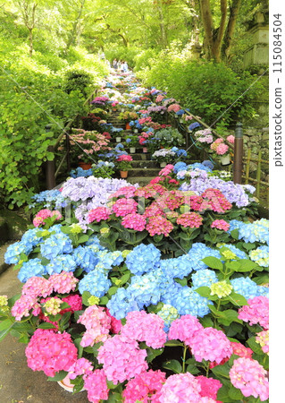 長谷寺<紫陽花迴廊>【西國三十三觀音聖地第8號】/奈良縣櫻井市初瀨 115084504