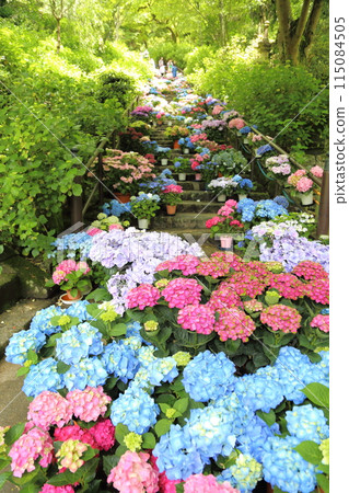 Hasedera Temple (Hydrangea Corridor) [8th of the 33 Kannon Temples in the Western Region] / Hatsuse, Sakurai City, Nara Prefecture 115084505