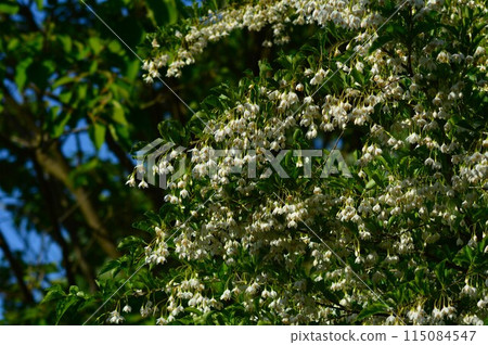 Japanese snowbell (egonoki) 115084547