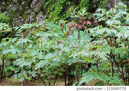 長谷寺（畫廊）【西國三十三觀音聖地第8號】/奈良縣櫻井市初瀨 115084778