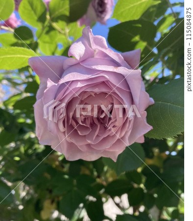 beautiful purple rose 115084875