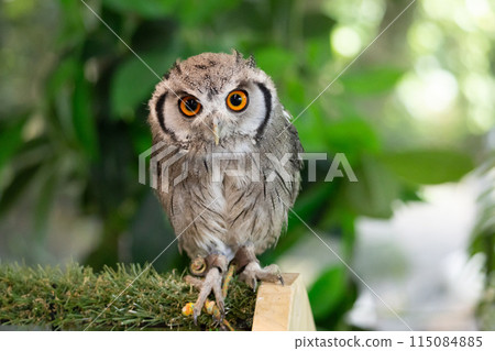 非洲角鴞（正面） 115084885