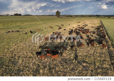 Aerial view of a troop of steers for export, cattle raised with natural pastures in the Argentine countryside. 115085119