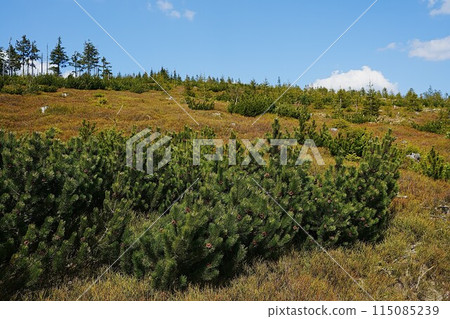 Bushes in Silesian Beskids near Szczyrk town in Poland 115085239