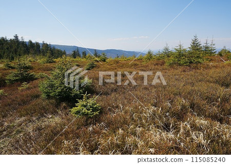 Flora of Silesian Beskids near Szczyrk town in Poland 115085240