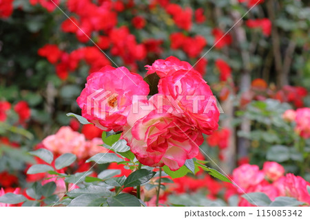 Ichikawa City Nature Observation Garden Rose Garden Jubilee du Prince de Monaco Onocho, Ichikawa City, Chiba Prefecture 115085342