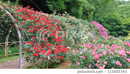 Ichikawa City Nature Observation Garden Rose Garden Jubilee du Prince de Monaco Onocho, Ichikawa City, Chiba Prefecture 115085343
