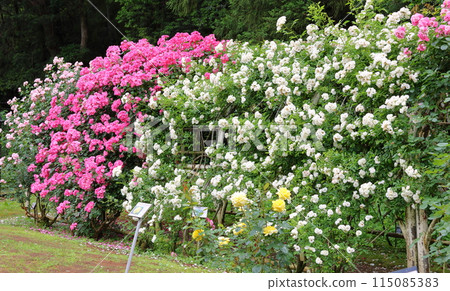 Ichikawa City Nature Observation Garden Rose Garden, Onocho, Ichikawa City, Chiba Prefecture Ichikawa City Nature Observation Garden Rose Garden, Onocho, Ichikawa City, Chiba Prefecture 115085383