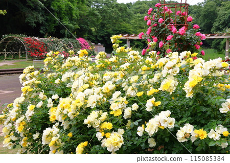 市川市自然觀察園玫瑰園千葉縣市川市小野町 115085384