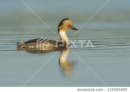 Silvery Grebe in Pampas Lagoon, La Pampa Province,  Patagonia, Argentina. 115085408