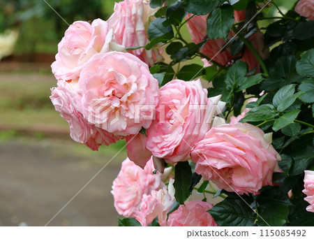 Ichikawa City Nature Observation Garden Rose Garden Magari (Floribunda) Onocho, Ichikawa City, Chiba Prefecture Ichikawa City Nature Observation Garden Rose Garden Magari (Floribunda) Onocho, Ichikawa City, Chiba Prefecture 115085492