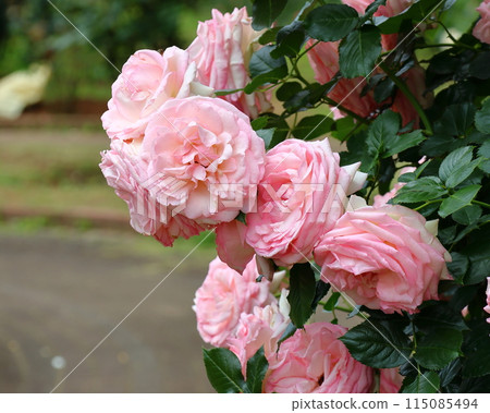 Ichikawa City Nature Observation Garden Rose Garden Magari (Floribunda) Onocho, Ichikawa City, Chiba Prefecture Ichikawa City Nature Observation Garden Rose Garden Magari (Floribunda) Onocho, Ichikawa City, Chiba Prefecture 115085494