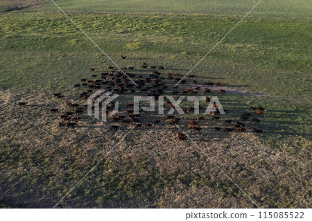Aerial view of a troop of steers for export, cattle raised with natural pastures in the Argentine countryside. 115085522