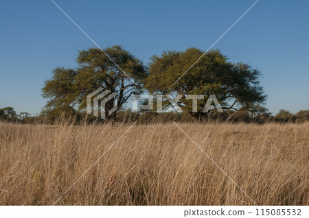 Calden forest landscape, Geoffraea decorticans plants, La Pampa province, Patagonia, Argentina. Calden forest landscape, Geoffraea decorticans plants, La Pampa province, Patagonia, Argentina. 115085532