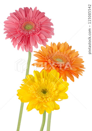 Three colorful gerber daisies Three colorful gerber daisies 115085542