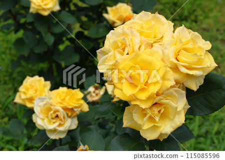 千葉縣市川市自然觀察園玫瑰園印加大野町 千葉縣市川市自然觀察園玫瑰園印加大野町 115085596