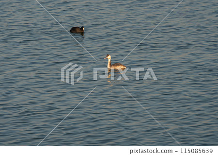 大鳳頭鶇在水面上游泳 115085639
