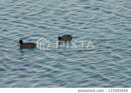 A coot eating water plants 115085640