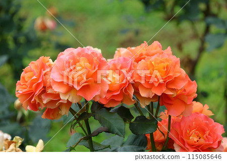 市川市自然觀察園玫瑰園千葉縣市川市小野町 115085646