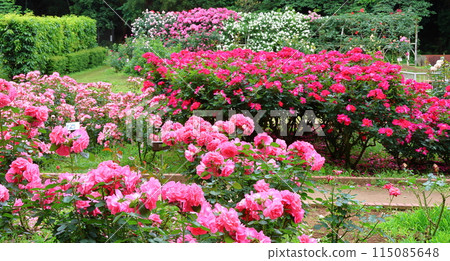 Ichikawa City Nature Observation Garden Rose Garden, Onocho, Ichikawa City, Chiba Prefecture 115085648