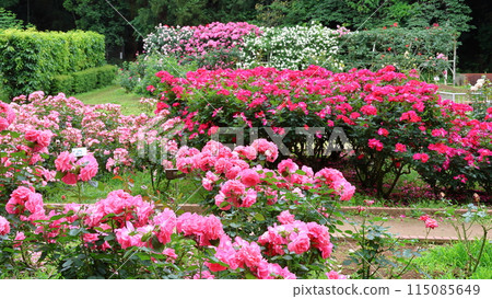 市川市自然觀察園玫瑰園千葉縣市川市小野町 市川市自然觀察園玫瑰園千葉縣市川市小野町 115085649