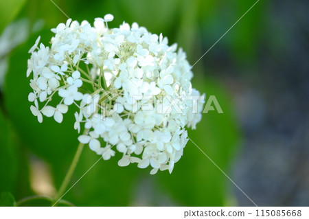 白色繡球花 白色繡球花 115085668
